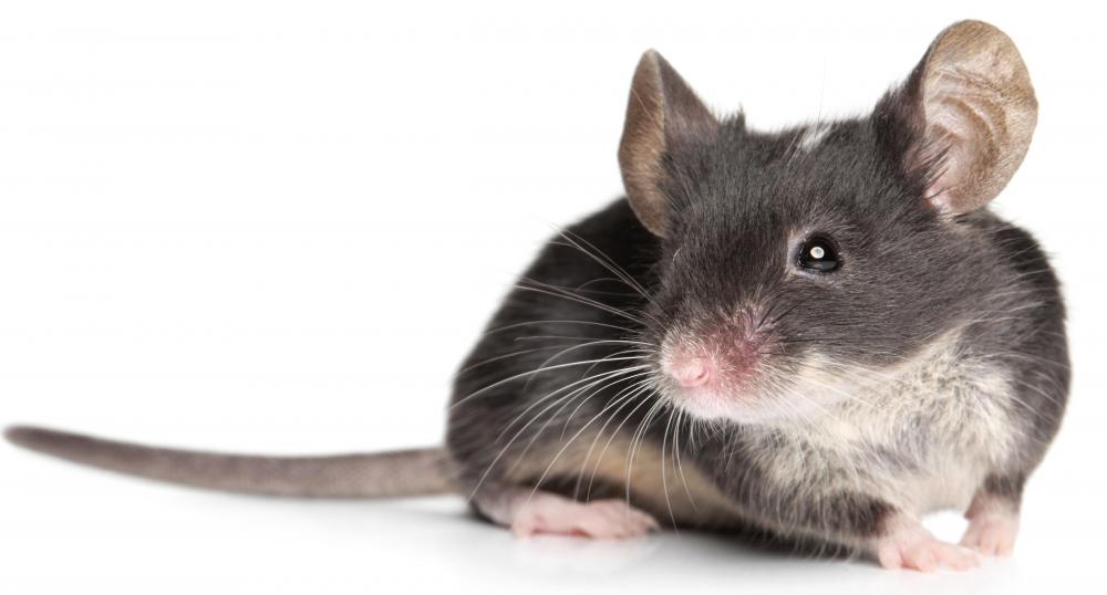 Safety inspections include making sure there are no vermin present.