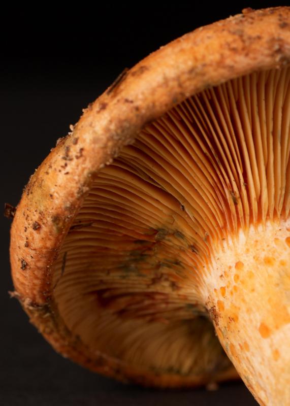 Saffron Milk Caps are a type of edible mushroom found in Europe and parts of the United States.