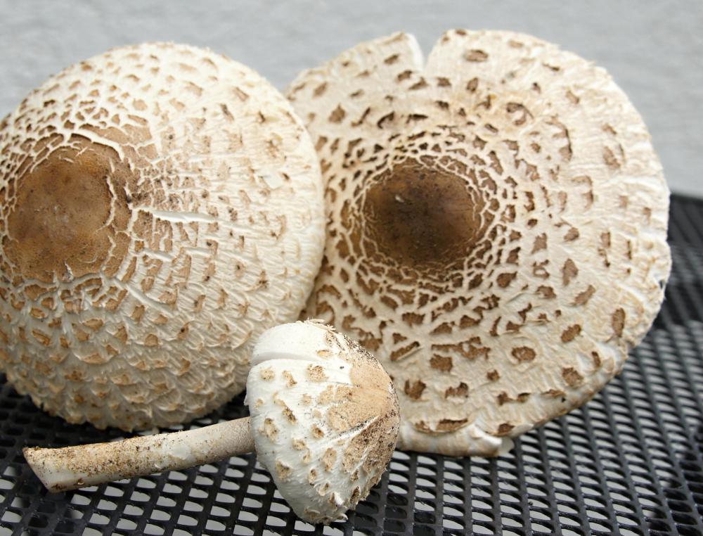 Mushrooms are typically added to vegetarian omelettes.