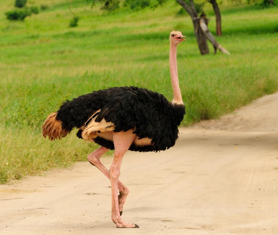 Stuffing an ostrich with a turducken results in an extremely large meal.