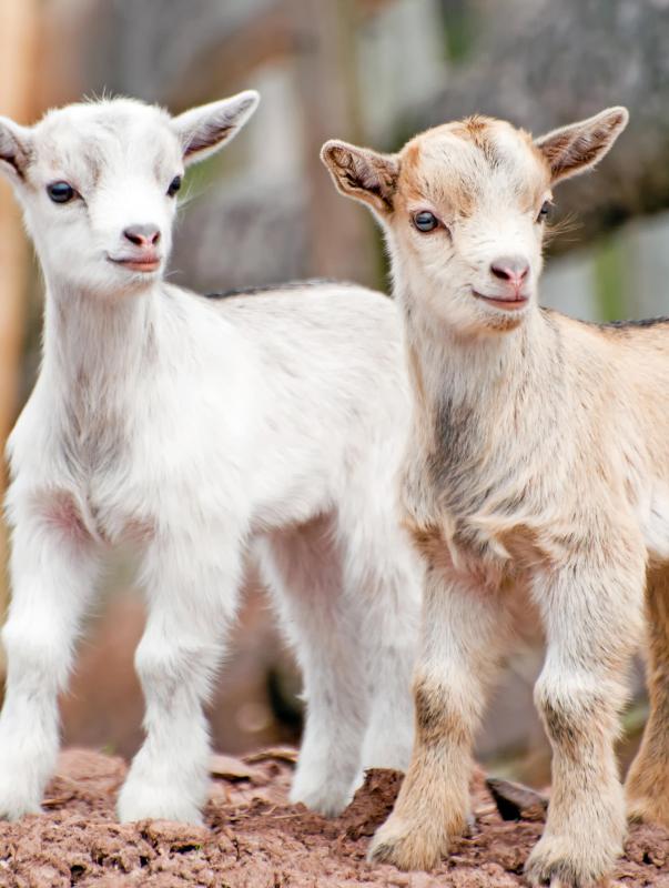Feta cheese comes from goats.