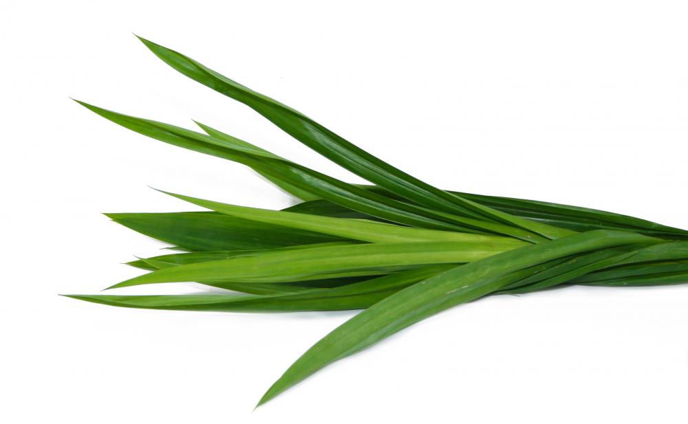 Pandan leaves are from a screwpine.