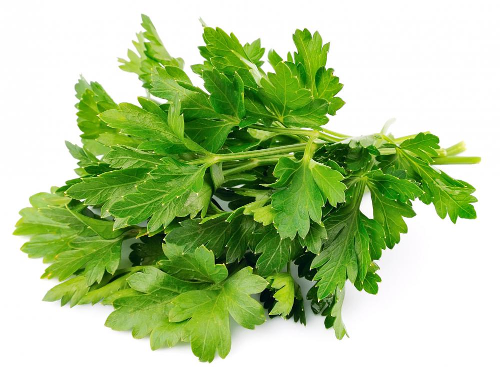 Parsley has many culinary and medicinal uses.