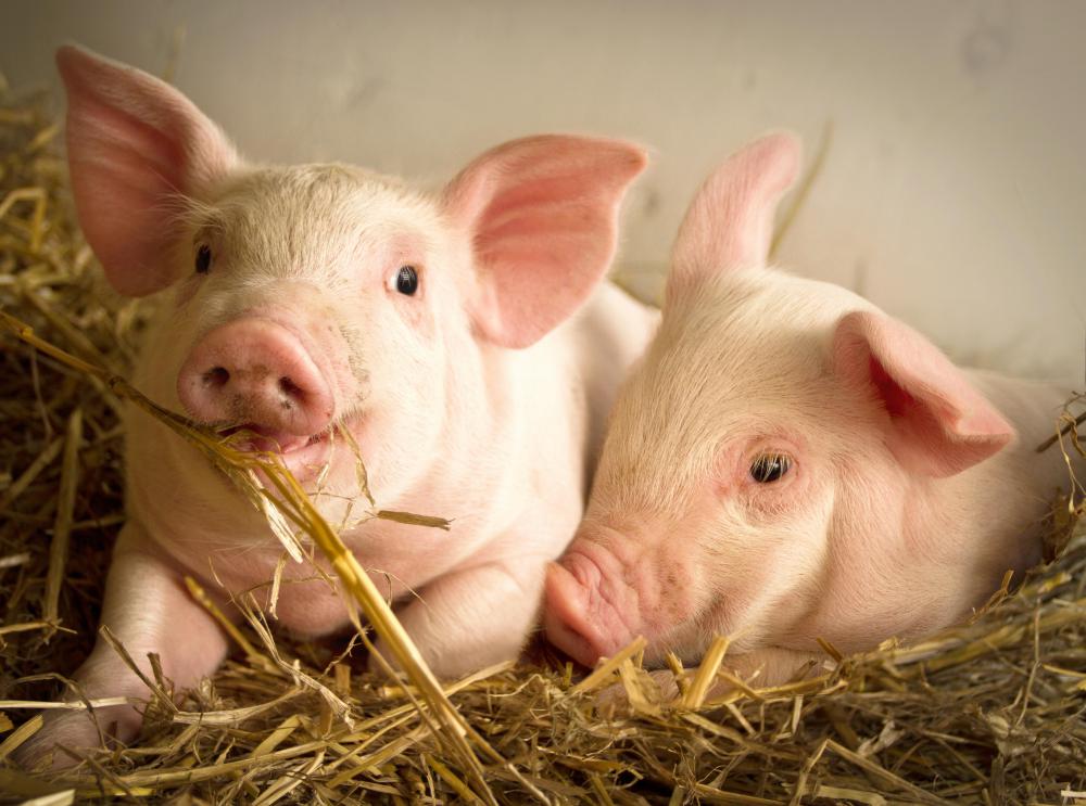 Pork chops are from the upper portion of a pig's body that runs from the pig's hip to its shoulder.