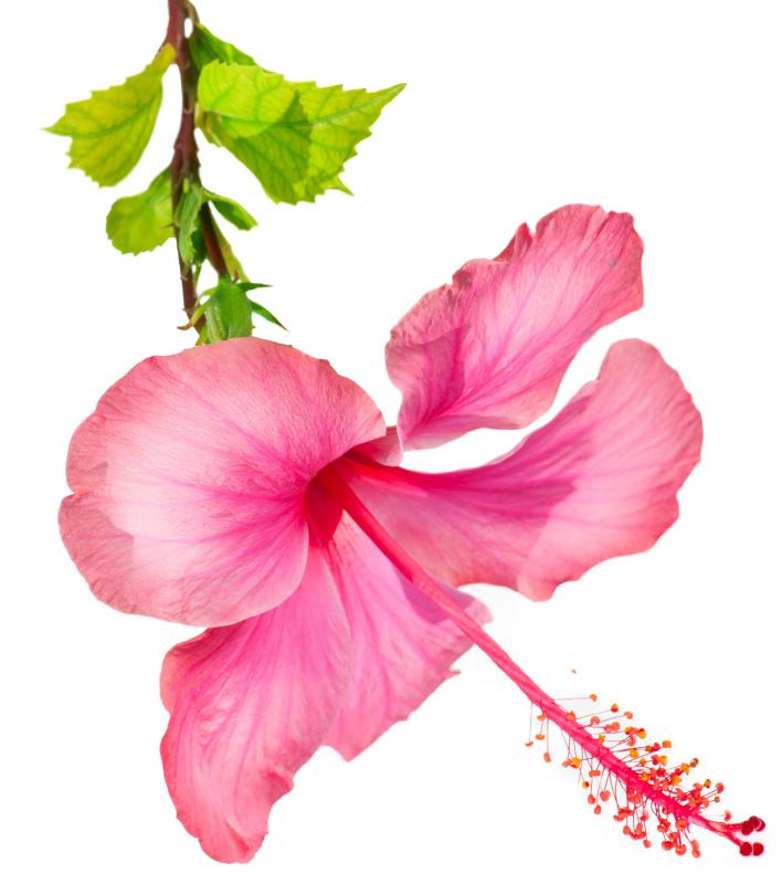 Hibiscus flowers are commonly used in agua fresca.