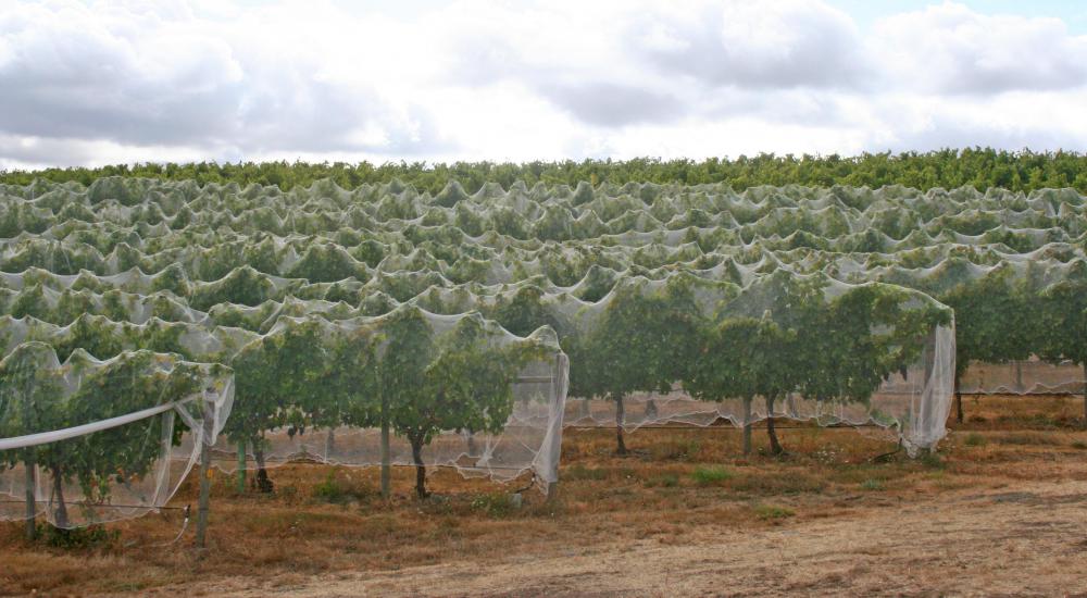 Netting, like that used in vineyards, can keep birds from eating bluberries off the bushes.