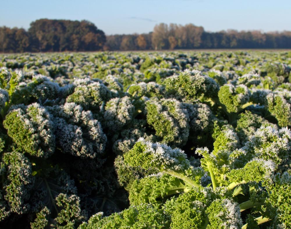 Kale tastes sweeter after it has been frost kissed and is ideally grown during wet and cool seasons.