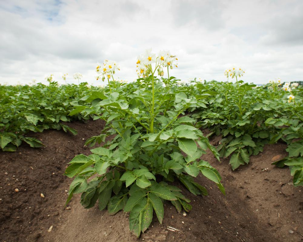 Potato plant.