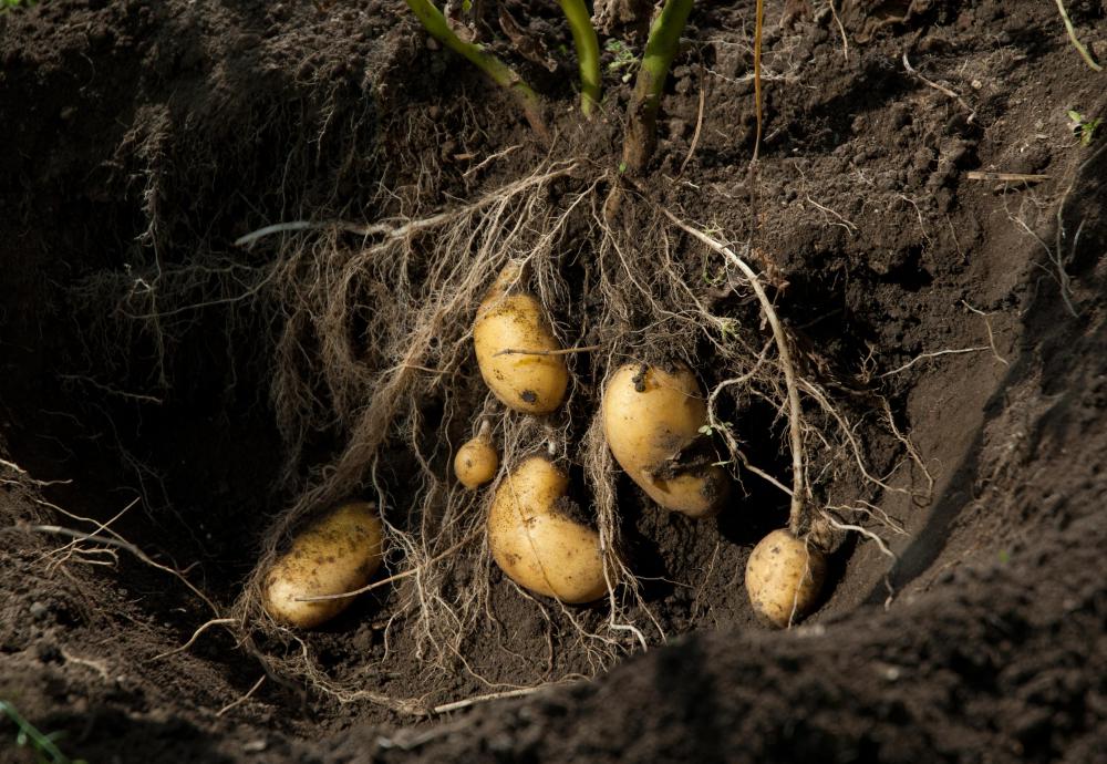 Dirt cleared away to show potatoes growing below ground.