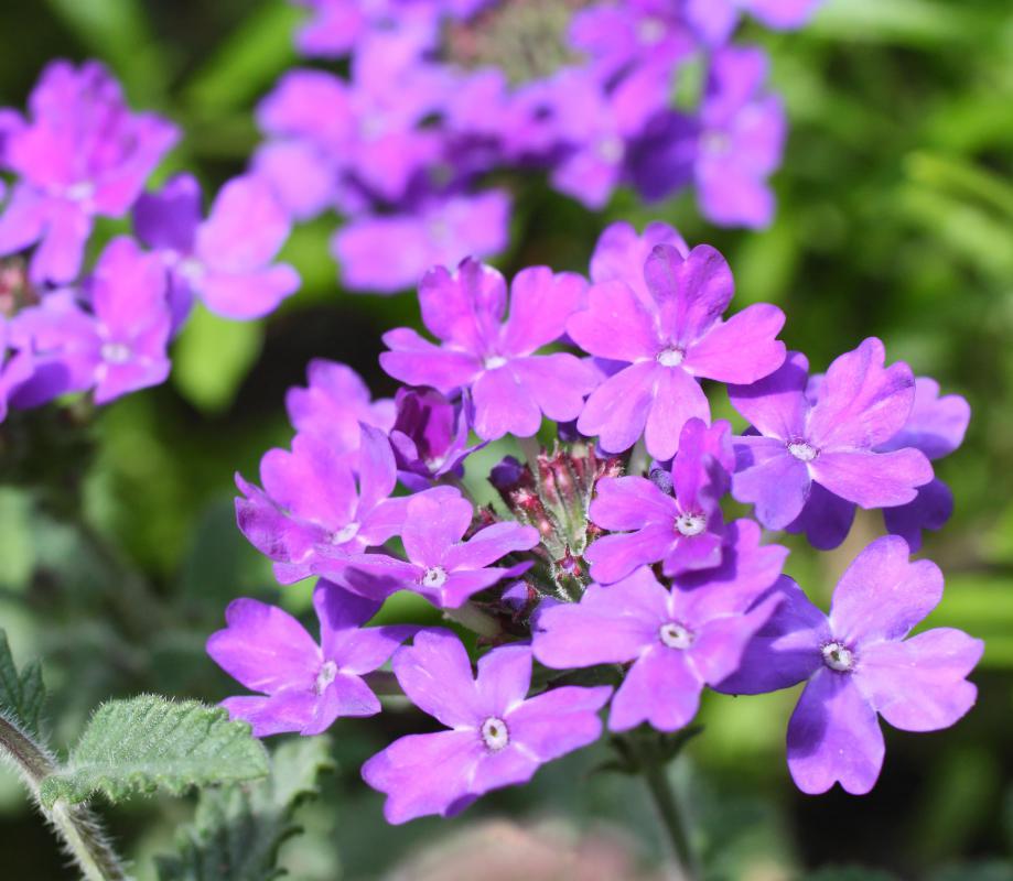 Purple is the most common color of a verbena.