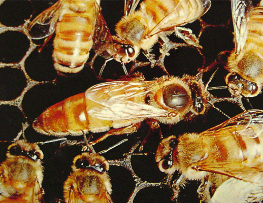 A queen bee surrounded by attendants. One queen is required in a hive.
