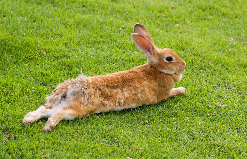 Rabbits, like pigs and reptiles, are not considered kosher.