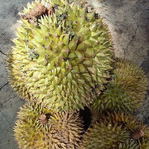 Dodol is flavored with durian fruit.