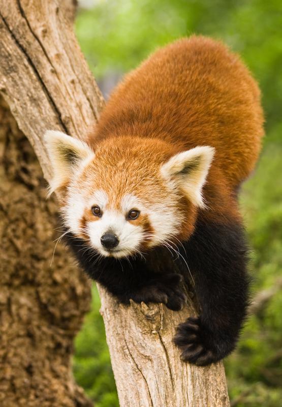 Red pandas are omnivores.