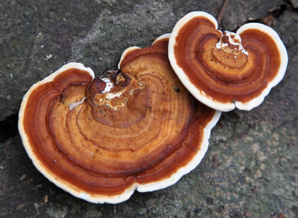 Reishi mushrooms are one of the mushrooms said to help the immune system.