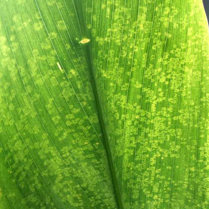 Ringspot, which can cause circular lesions on plant leaves, is an example of a viral plant disease that can affect papaya.