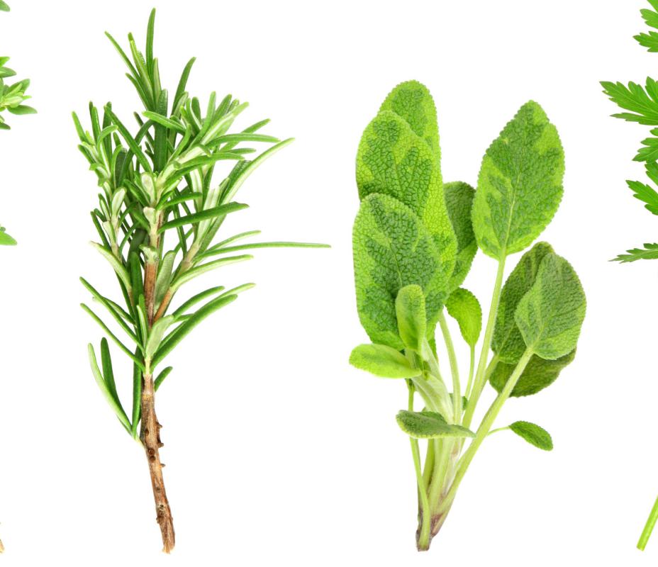 Sprigs of rosemary and sage.
