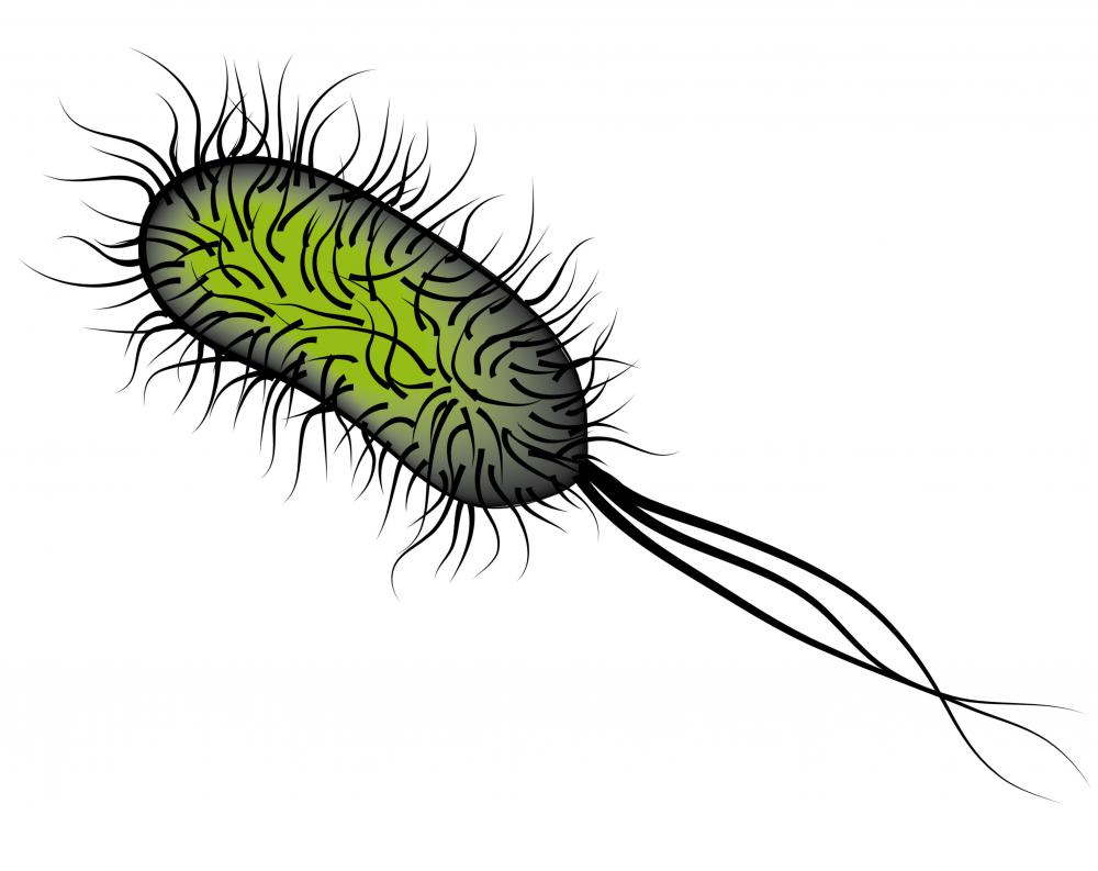 A Salmonella bacterium, a common cause of food poisoning.