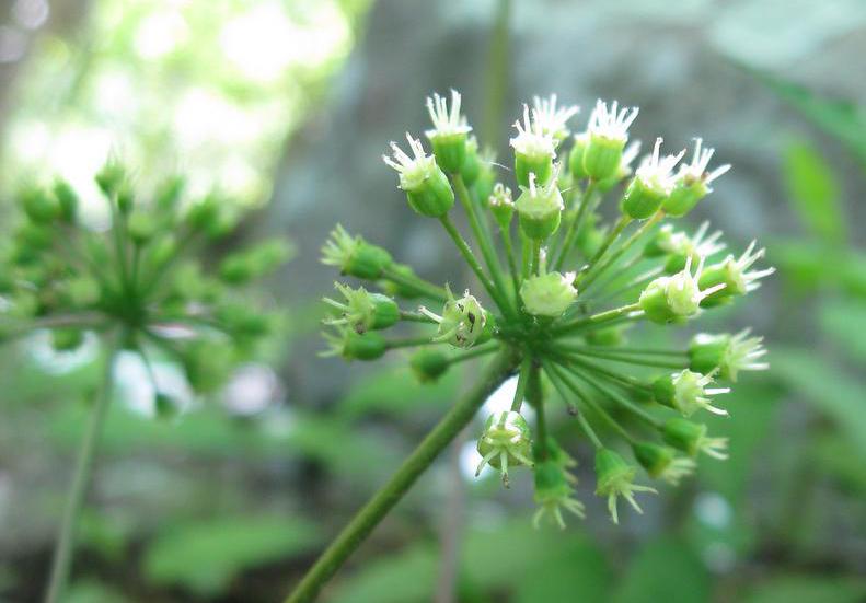 Sarsaparilla, one of the ingredients in root beer.