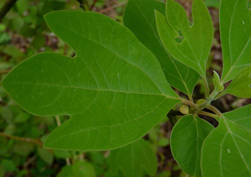 Sassafras is no longer used in root beer due to health risks.