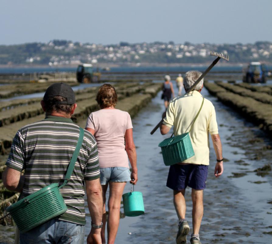 Searching for abalone, which is used in sashimi.