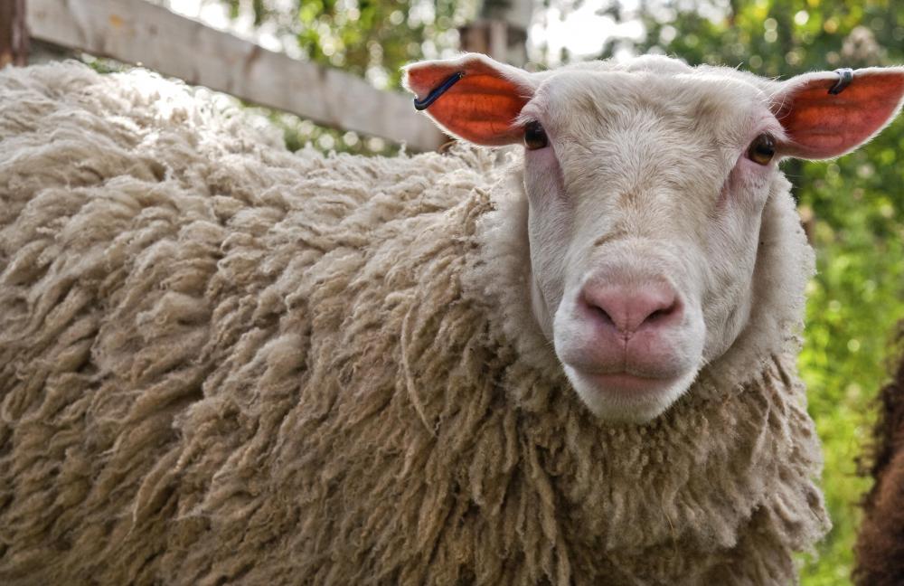Caciocavallo cheese is made from sheep's milk.