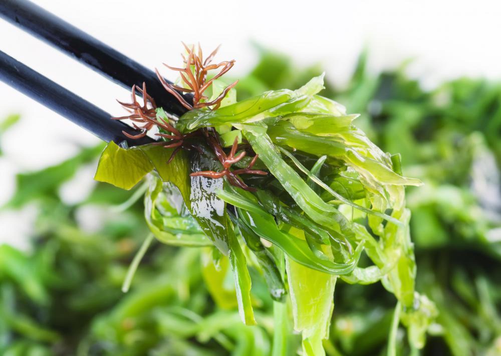 Kelp is normally consumed in soups and shredded in salads.