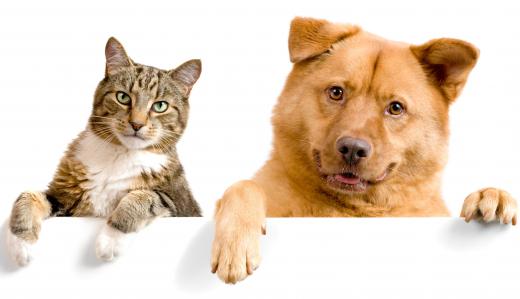 Cats and dogs often like giblets.