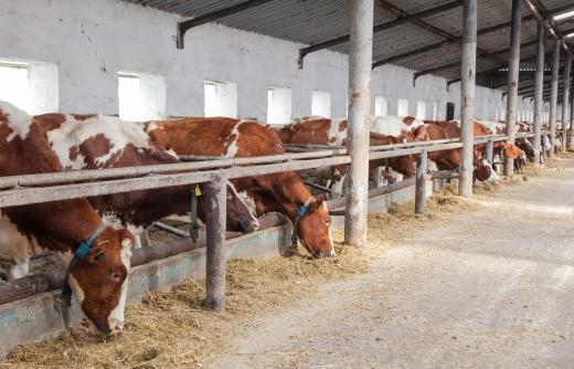 The dairy industry includes both large and small diary farms, where milk is first produced.