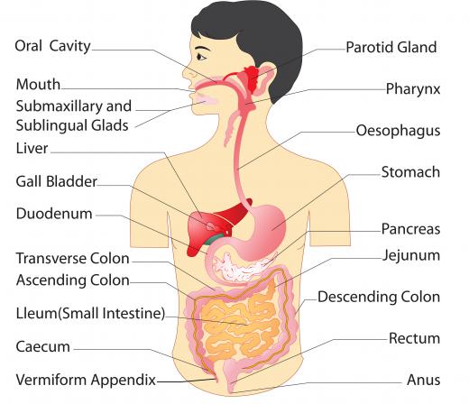 Chewing betel nut can cause cancers of the mouth, pharynx and esophagus.