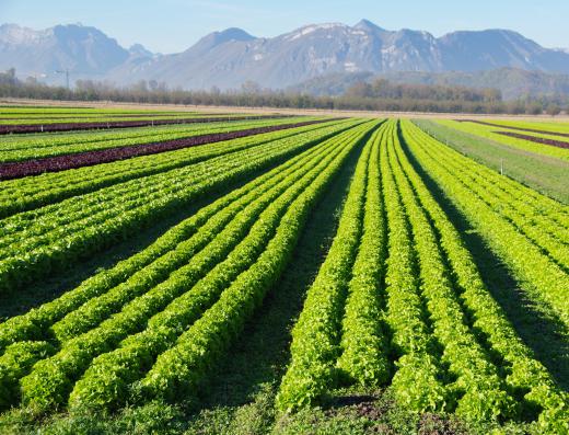 Escarole farm.