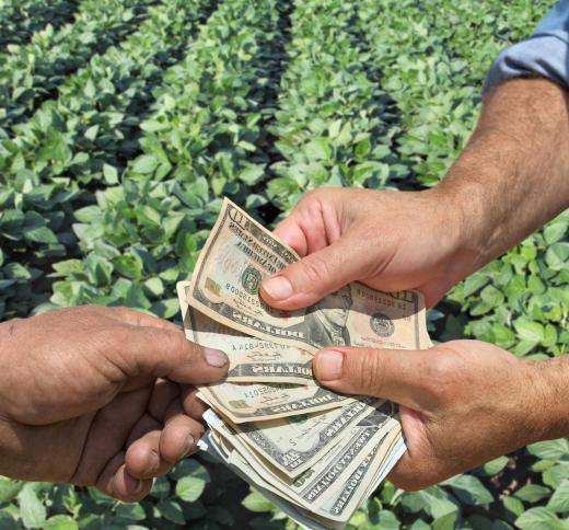 Commodity animals are typically fed with grains bought using government subsidies.