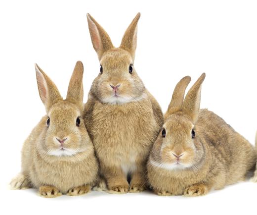 Rabbits are commonly hunted for their meat.