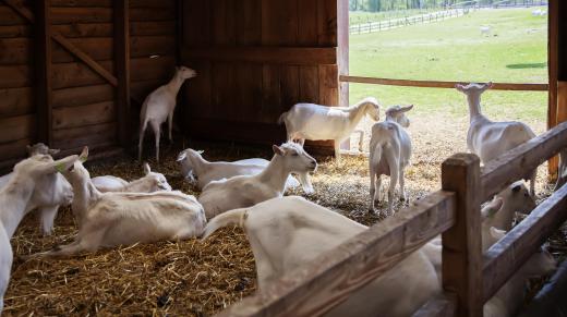 Goat cheese is made from the coagulated milk of goats.