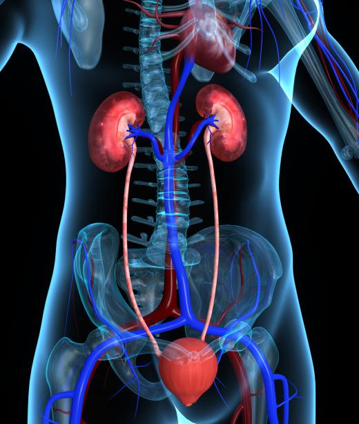 Theobromine may stimulate kidney activity.