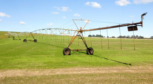 Wheat should be watered 2-3 times a day in the hot summer months.