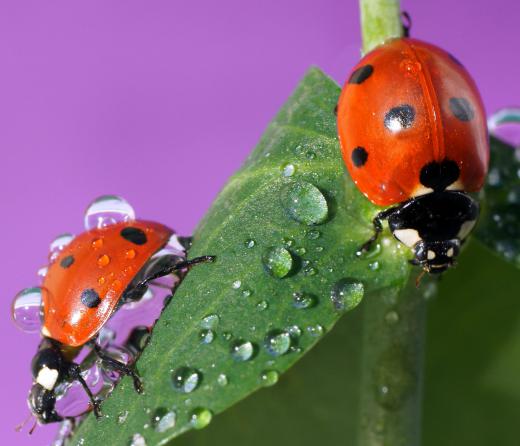 Ladybugs may be used as an organic pesticide.