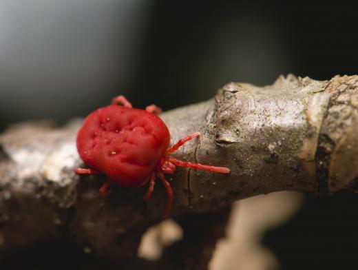 Sorrel can be infected with mites, which can often be controlled by applying insecticidal soap.