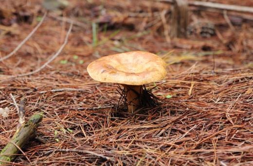 Saffron milk caps tend to grown under conifers.