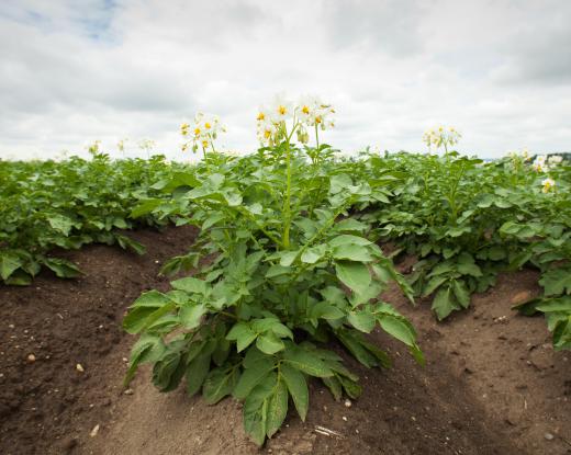 Potato plant.