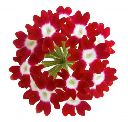 Unusual, red verbena.