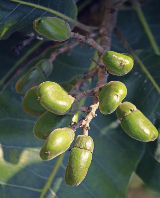 The oils from and nuts grown on oriental, or Indian, cashew trees are believed to have medicinal qualities.