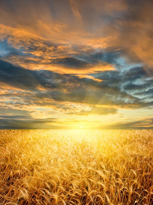 Sunset over a wheat field.