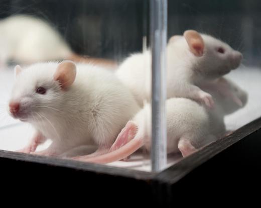 Laboratory rats fed high doses of saccharin were shown to develop instances of bladder cancer.