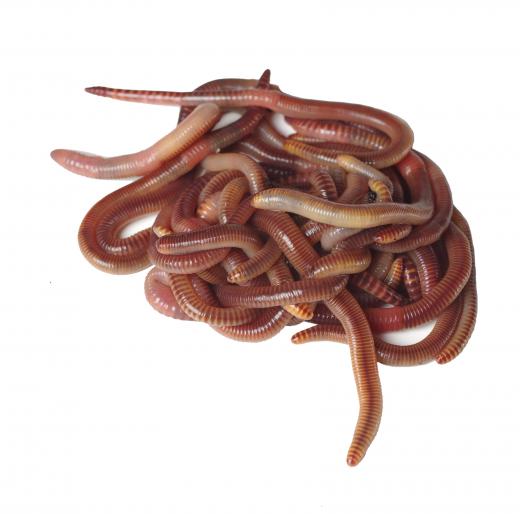 Haddocks eat more worms than cods.