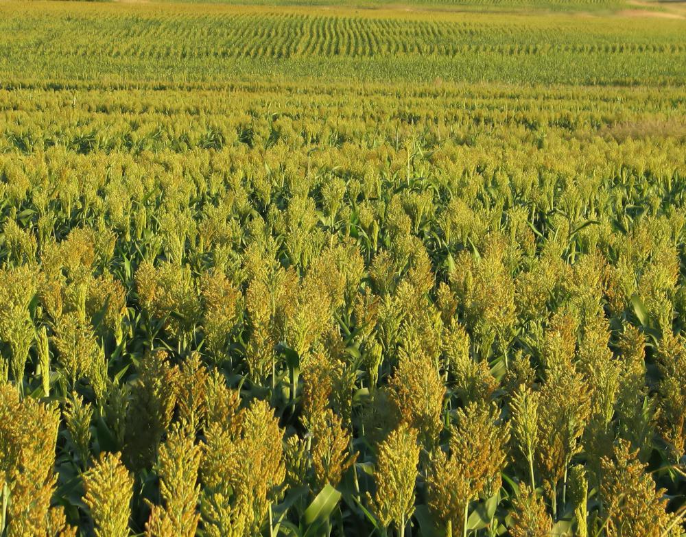 Sorghum can withstand drought.