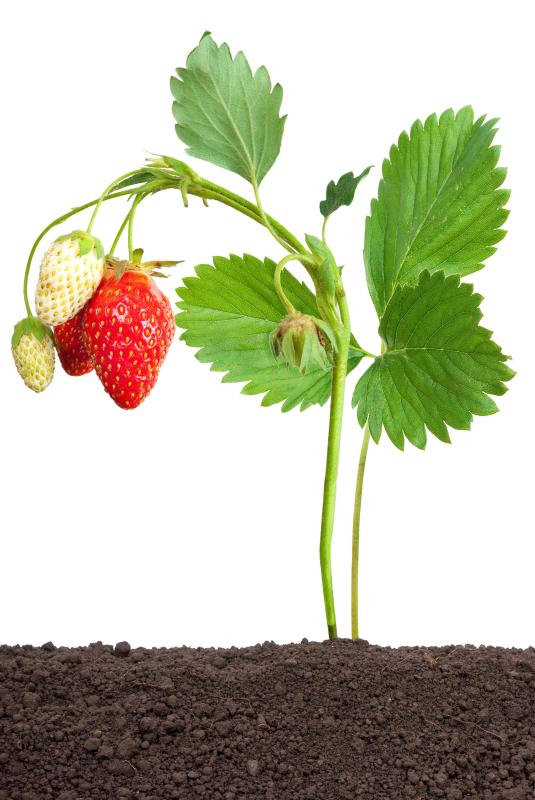 Hydroponic strawberries are grown in water instead of soil.