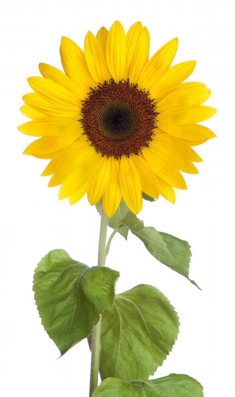 A sunflower.