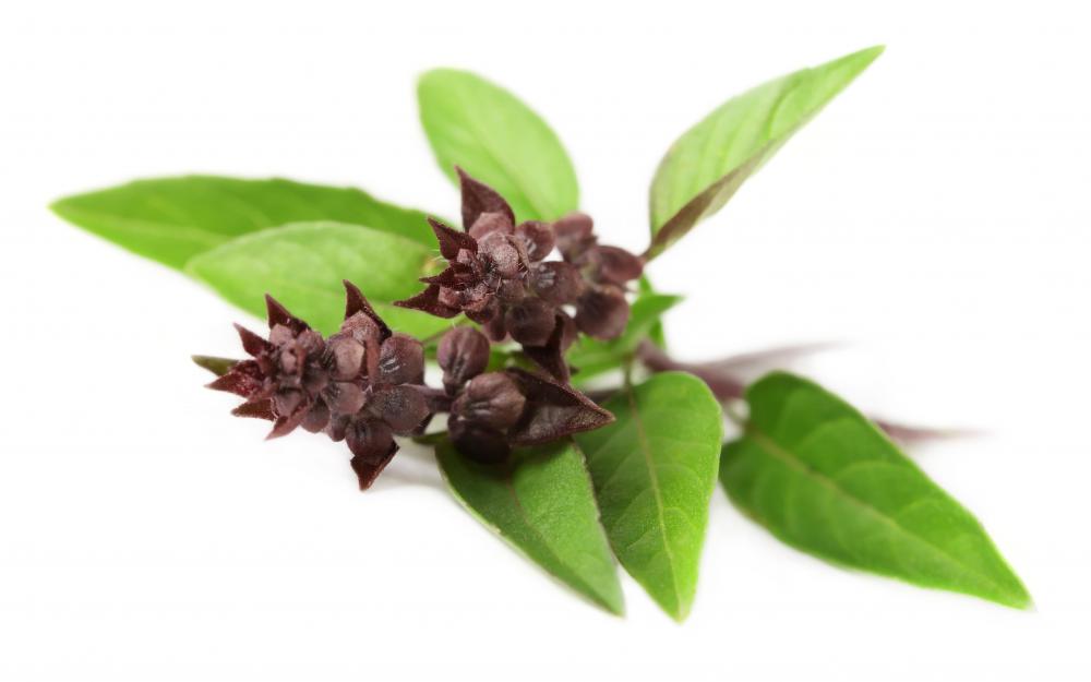 Thai basil is a sweet basil native to Asia.