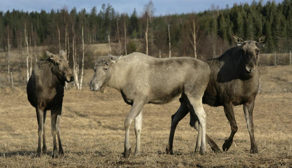 Moose may be hunted and cold smoked in areas of the world with the proper climate, such as Scandinavia.